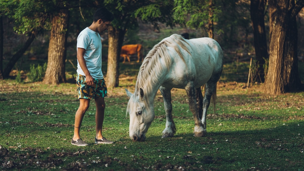 white horse eating grass with a pine forest as background