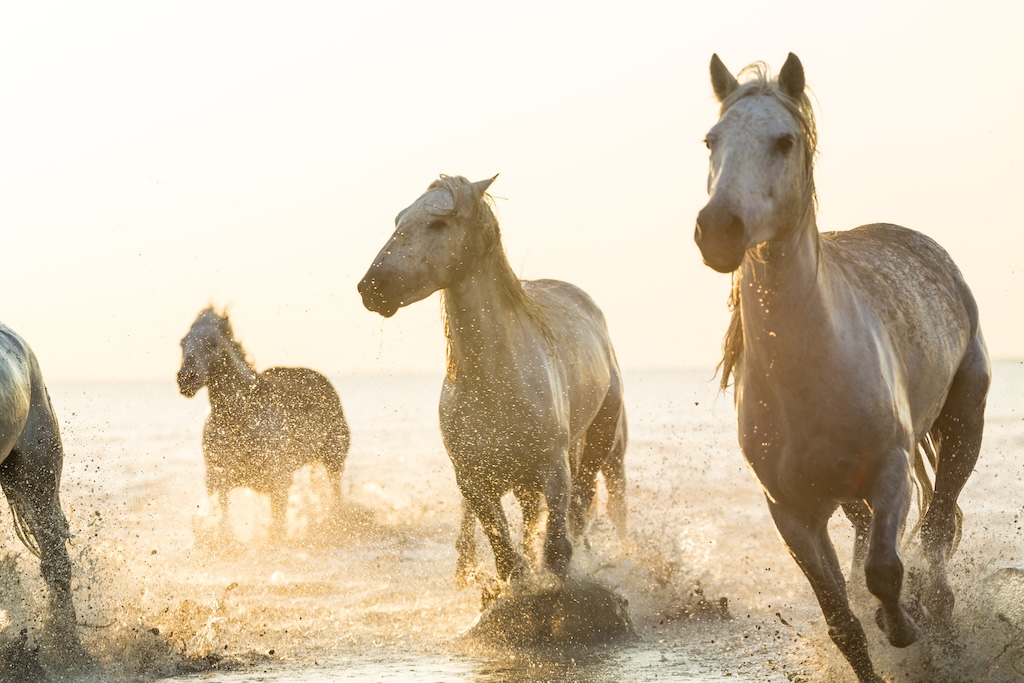 Small group of white horses running in the ocean.